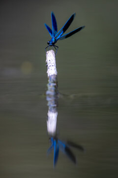 View of a vibrant blue dragonfly perched on a wooden stick with its reflection on the calm water surface in Wittenheim, Grand Est, France.