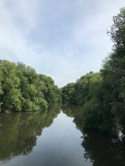 Obraz premium river in the Mangrove