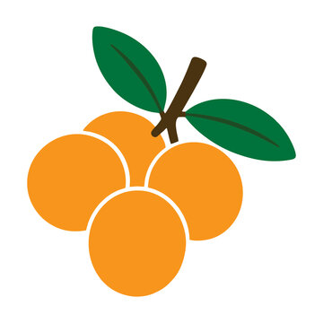 Caja Tropical Fruit Flat Vector Illustration