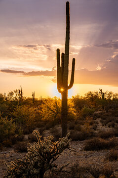 Desert Sunstar