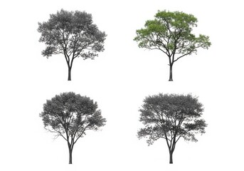 Fototapeta premium Four stylized trees with seasonal foliage variations isolated on white background