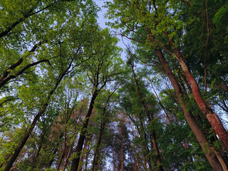 Fototapeta premium A tall pines tree in the forest with spring green branches against the blue sky. Detail nature portrait. View from down to up 
