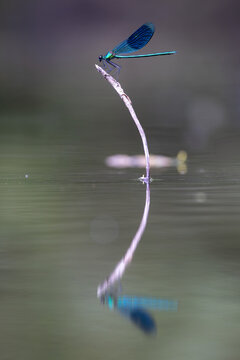 View of a blue damselfly perched on a thin twig with a clear reflection on the calm water surface in Wittenheim, Grand Est, France.
