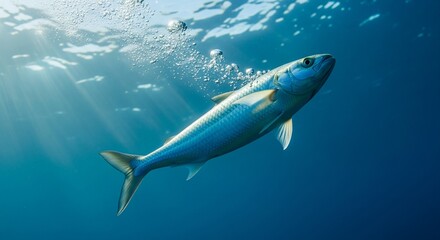 Obraz premium Silver fish swimming upwards with air bubbles in deep blue ocean water