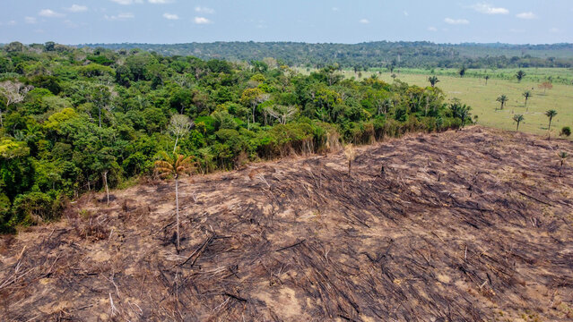 APUI, AMAZONAS, BRAZIL - OCTOBER 3, 2020: Severe destruction and charred forest land after an intense wildfire in the Amazon basin at Apu&iacute; Amazonas do Brasil.