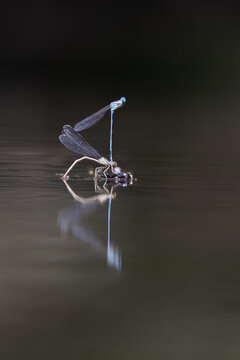 View of two damselflies mating on the surface of calm water with a clear reflection and dark background in Wittenheim, Grand Est, France.