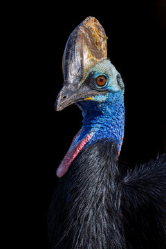 View of a southern cassowary showing its distinctive blue neck, red wattles, and large bony casque against a dark background in Selestat, Grand Est, France.