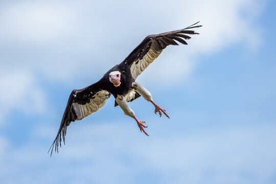 View of a white-headed vulture in flight with its wings fully extended and talons lowered against a bright blue sky with soft clouds in Selestat, Grand Est, France.