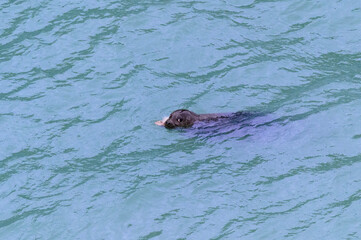 Harbor Seal Enjoying a Salmon Meal in the Skagway River, Skagway, Alaska. © James W. Thompson