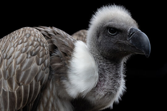 View of a vulture with a sharp black beak and white neck feathers against a dark background in Selestat, Grand Est, France.