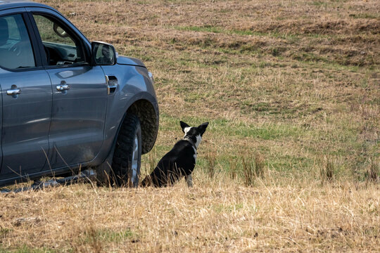 A sheepdog sits beside its handler&rsquo;s vehicle on a coastal farm at Pouawa near Gisborne after working sheep on the surrounding hills.