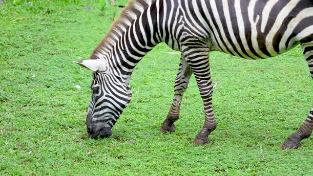 A zebra grazing on lush green grass field.