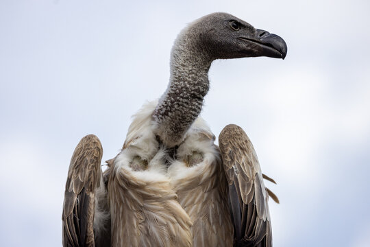 View of a vulture with its head turned showing detailed feathers and sharp beak against a cloudy sky Selestat, Grand Est, France.