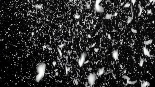 White feathers float downward in soft random motion on black background with visible fall depth and air disturbance