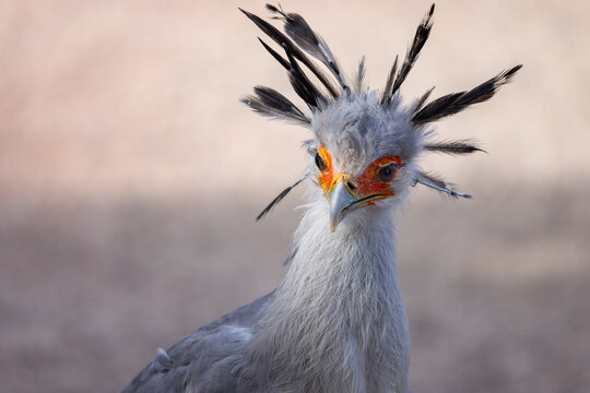 View of a secretary bird with its distinctive black crest feathers and orange eye patches in Selestat, Grand Est, France.