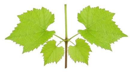 Fototapeta premium Vibrant Green Grapevine Leaves Isolated on White Background - Fresh Spring Growth
