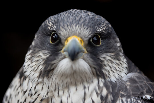 View of a falcon bird of prey with sharp eyes and speckled feathers looking at the camera in Selestat, Grand Est, France.
