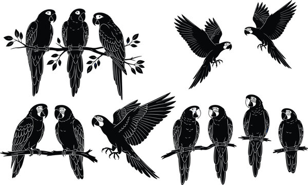 Black and white parrot illustration set featuring macaws perched and flying with detailed feathers and tropical wildlife style
