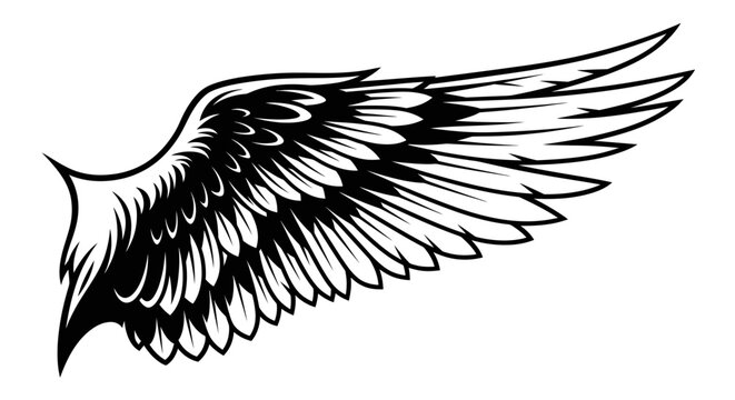 Detailed illustration of a bird wing.