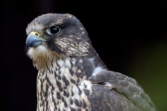 View of a majestic falcon with detailed brown and white plumage and a sharp beak against a dark background Selestat, Grand Est, France.