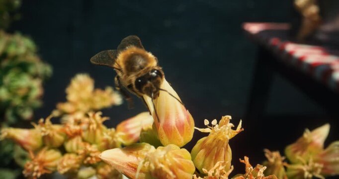 Bumblebee crawling over yellow flower buds - closeup shot