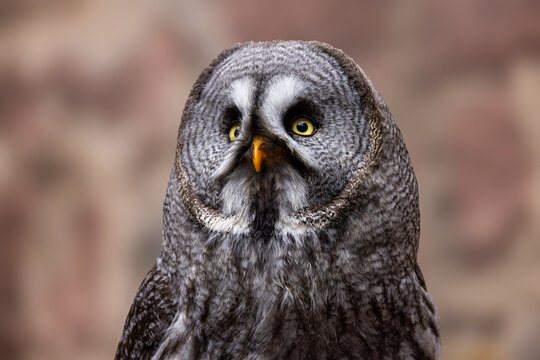 View of a Great Grey Owl with its distinctive facial disc and yellow eyes against a blurred background in Selestat, Grand Est, France.