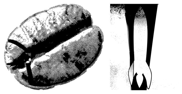 Detailed roasted bean, also known as a coffee drupe or java seed, paired with a sharp silhouette. This grunge halftone composition features high contrast stippling and grain.