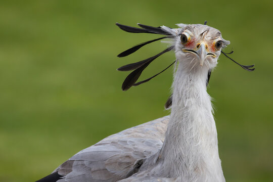 View of a secretarybird showing its distinctive black crest feathers and orange eye patches against a blurred green background in Selestat, Grand Est, France.