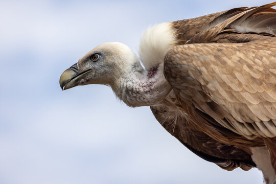 View of a griffon vulture profile with its sharp beak and white ruff against a clear blue sky in Selestat, Grand Est, France.