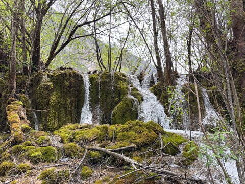 A scenic horizontal shot of a pristine mountain waterfall flowing over lush green mossy tufa rock formations surrounded by spring trees.