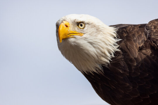 View of a majestic bald eagle with white head feathers and a sharp yellow beak against a clear sky in Selestat, Grand Est, France.