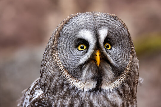 View of a Great Grey Owl showing its detailed facial disc and bright yellow eyes against a soft blurred background in Selestat, Grand Est, France.