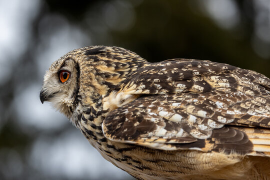 View of a majestic owl with detailed brown and white feathers and a striking orange eye in profile Selestat, Grand Est, France.