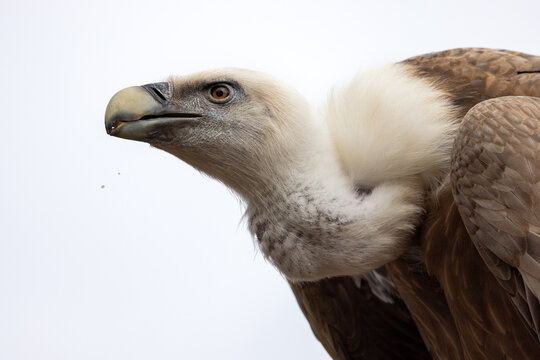 View of a majestic griffon vulture showing its sharp beak and white feathered ruff against a pale sky Selestat, Grand Est, France.