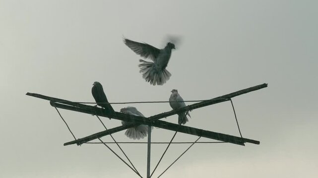 Several roller pigeons perched on a high structure while it rains outside.
