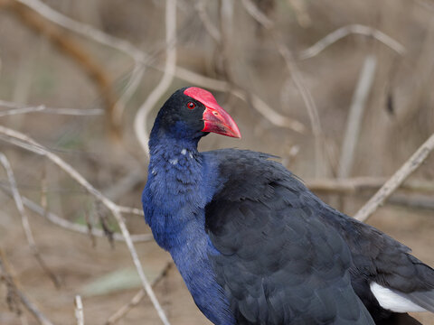 Australasian Swamphen or Pūkeko (Porphyrio melanotus) with out of focus branches and winter foliage in background.