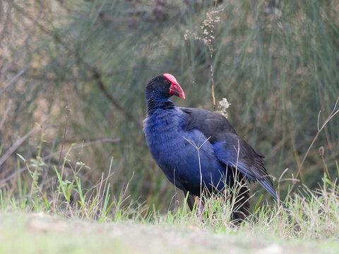 Australasian Swamphen or Pūkeko (Porphyrio melanotus) standing in long green grass with o trees in background