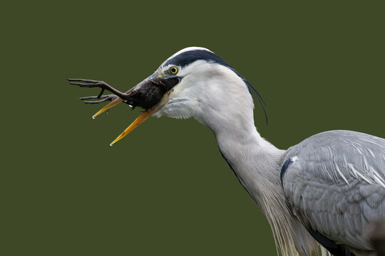 View of a grey heron with its beak wide open while swallowing its prey against a solid green background in Selestat, Grand Est, France.