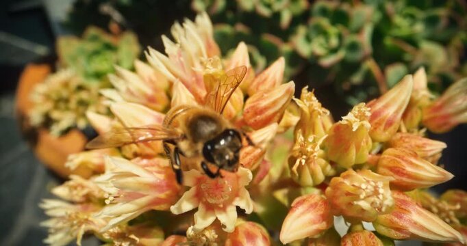 High, slow motion shot of bumblebee crawling across flowers and buds