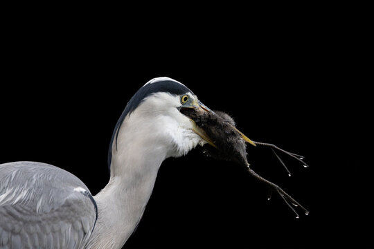 View of a grey heron holding a small rodent in its beak against a solid black background in Selestat, Grand Est, France.