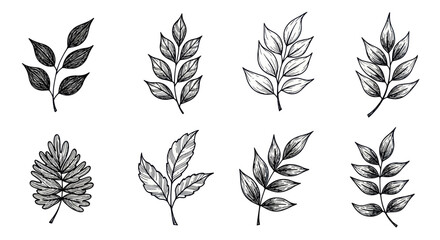 Obraz premium Hand Drawn Botanical Elements: Leaf Sprigs and Branches Sketch