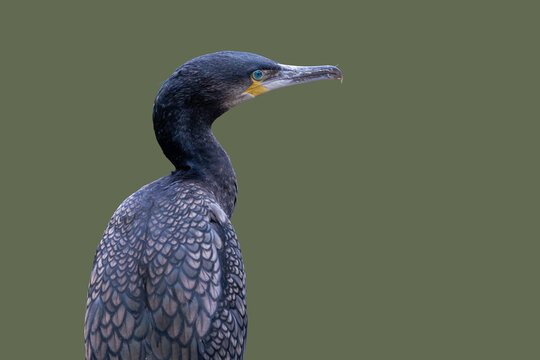 View of a great cormorant profile showing dark iridescent plumage and a sharp hooked beak against a plain green background Selestat, Grand Est, France.