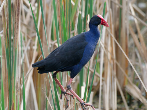 Australasian Swamphen or  Pukeko  (Porphyrio melanotus) standing in a wetland with reeds in background
