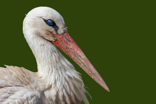 View of a white stork with a long red beak and white plumage against a green background Selestat, Grand Est, France.