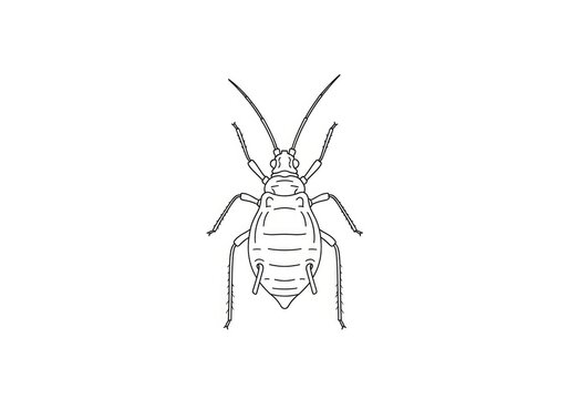 A detailed, black and white line drawing depicts a bed bug. The bug has a segmented body, antennae, and six legs.