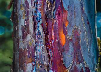 Bark, tree, natural design, abstract © Sebastian