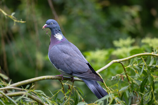 View of a common wood pigeon perched on a willow branch with nesting material in its beak against a lush green background Selestat, Grand Est, France.