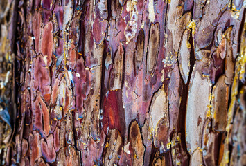 Bark, tree, natural design, abstract © Sebastian