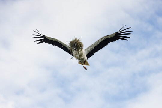 View of a white stork in flight carrying nesting material in its beak against a cloudy blue sky Selestat, Grand Est, France.
