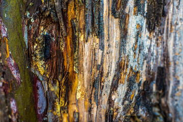 Bark, tree, natural design, abstract © Sebastian